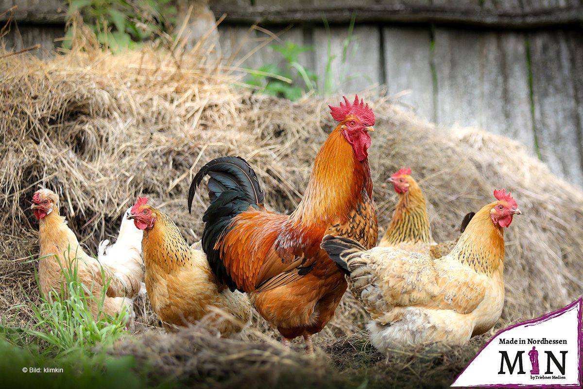 Seltene Hühner im Wert von 600,- Euro gestohlen