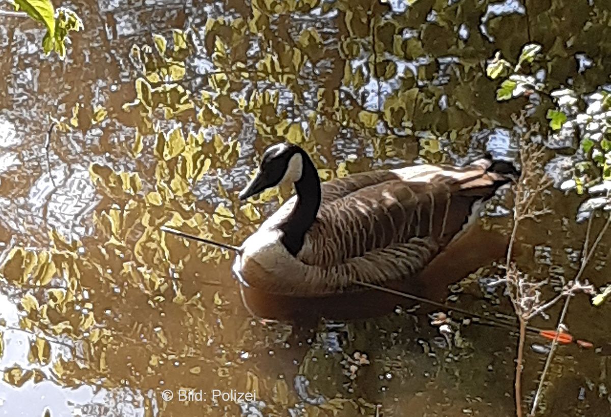 Gänsemama zum zweiten Mal mit Pfeil beschossen