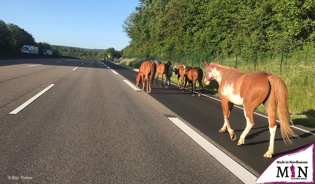 Ausgebüxte Pferde auf der Autobahn unterwegs: Vierbeiner von couragierter Frau "abgeführt"