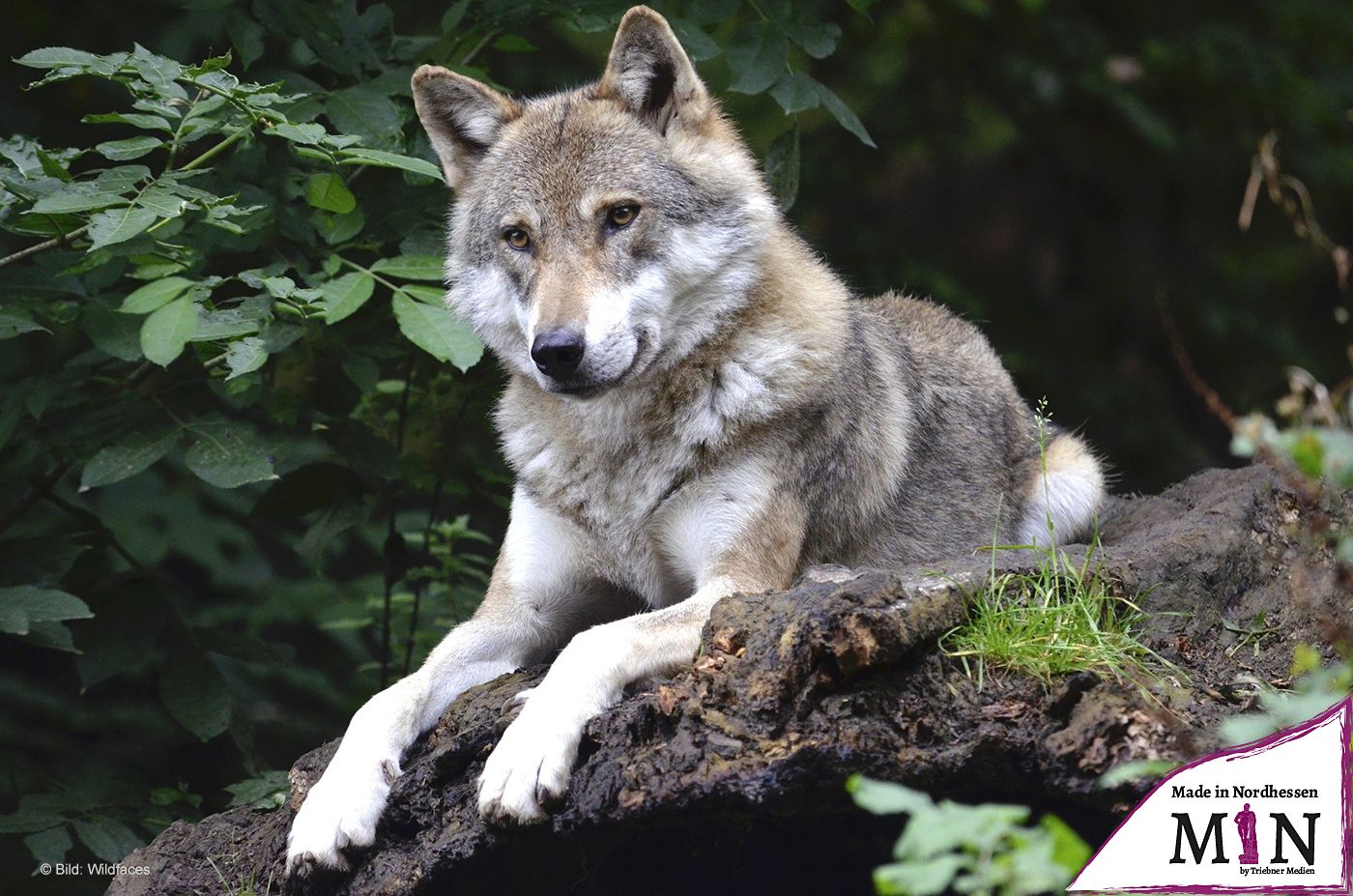 Verkehrsunfall mit Wildtier: vermutlich ein Wolf erfasst