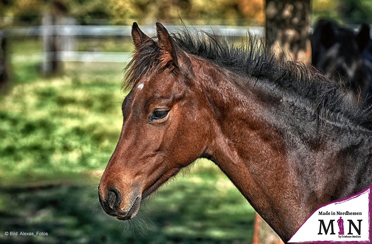 Schrecksbach: Pferd hatte sich selbst an Schraube verletzt