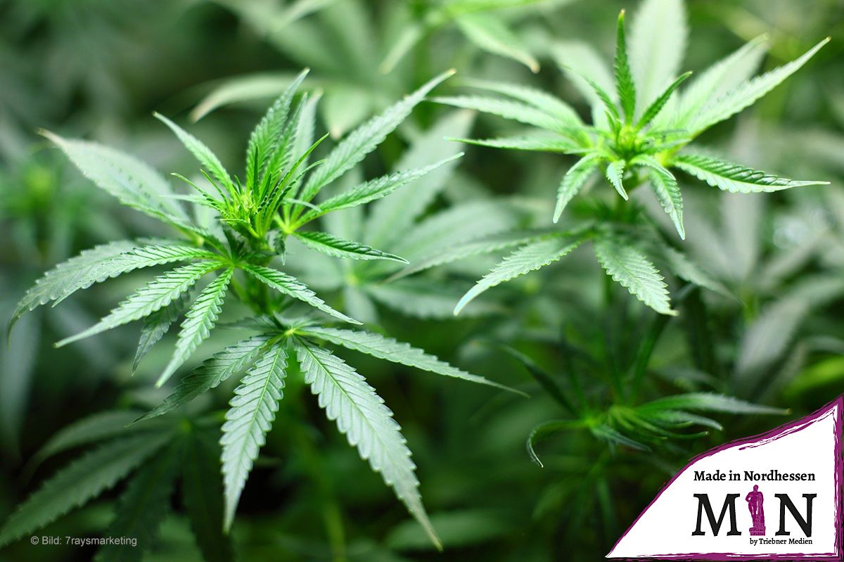 Felsberg: Polizei findet Marihuanapflanzen