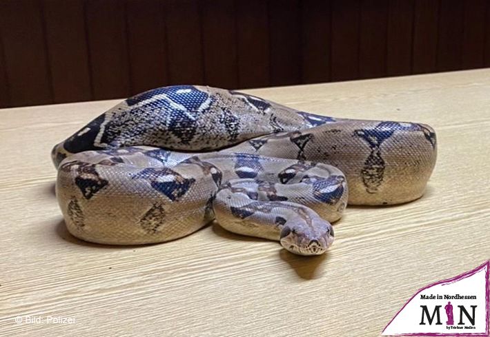 Boa Constrictor sucht seinen Besitzer