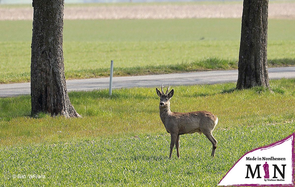 Im Herbst steigt die Gefahr von Wildunfällen