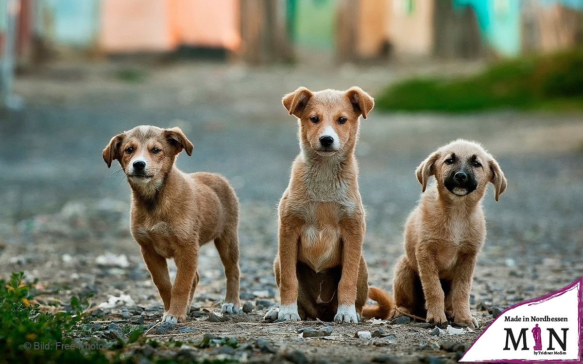 Hunde auf Privatgrundstück offenbar von Unbekanntem vergiftet